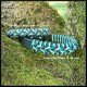 COLLIER CHIEN BIOTHANE®
