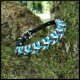 COLLIER CHIEN BIOTHANE®