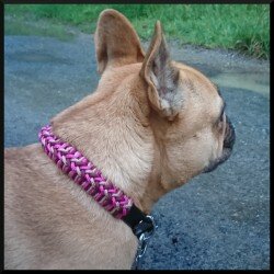 COLLIER BIOTHANE® 19mm